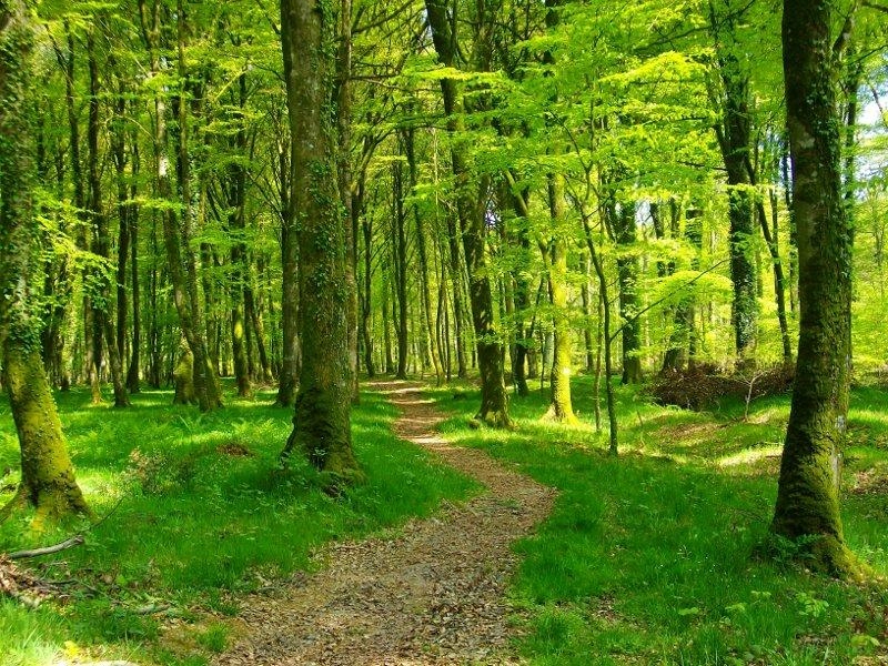   Forêt de Cerisy  