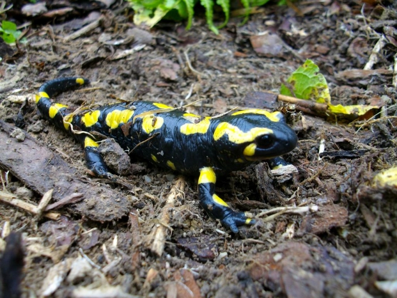   salamandre-IOI 