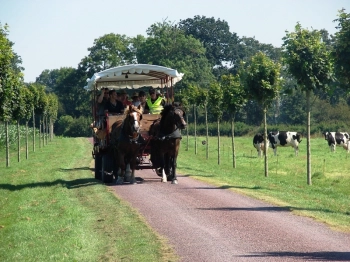   Au rythme des chevaux 