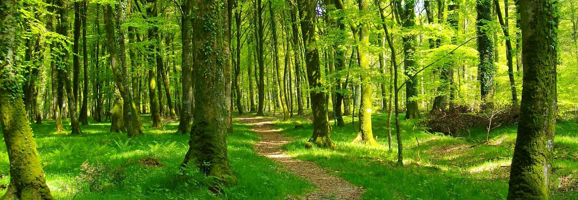 Activités en forêt Activités en forêt