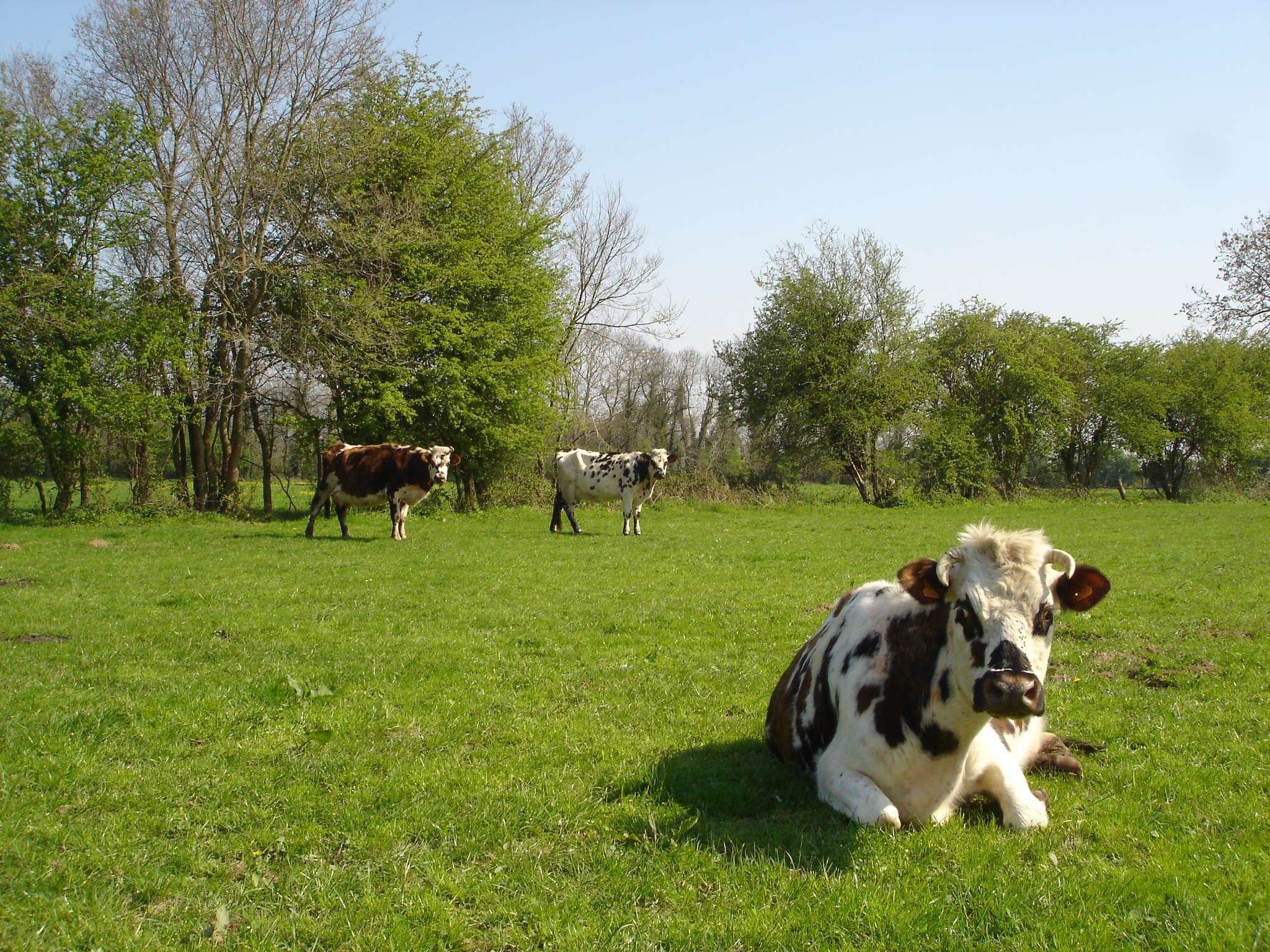 Vaches normandes dans la campagne d'Isigny-Omaha