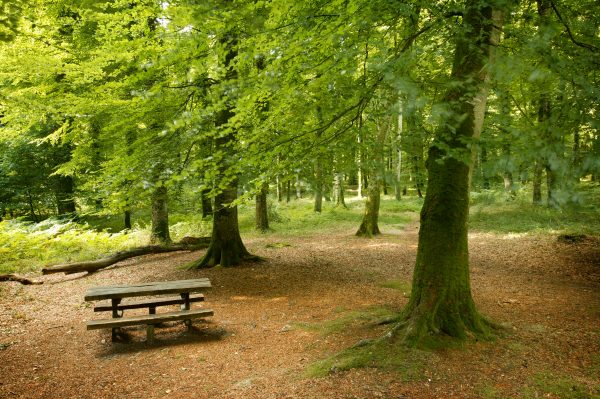 Foret de Cerisy ©IsignyOmahaTourisme Foret de Cerisy ©IsignyOmahaTourisme