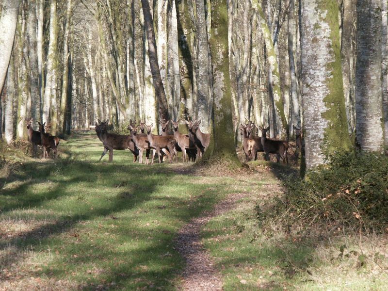 harde de cerf en forêt de Cerisy, Normandie
